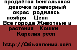 продаётся бенгальская девочка(мраморный окрас).родилась 5ноября, › Цена ­ 8 000 - Все города Животные и растения » Кошки   . Карелия респ.
